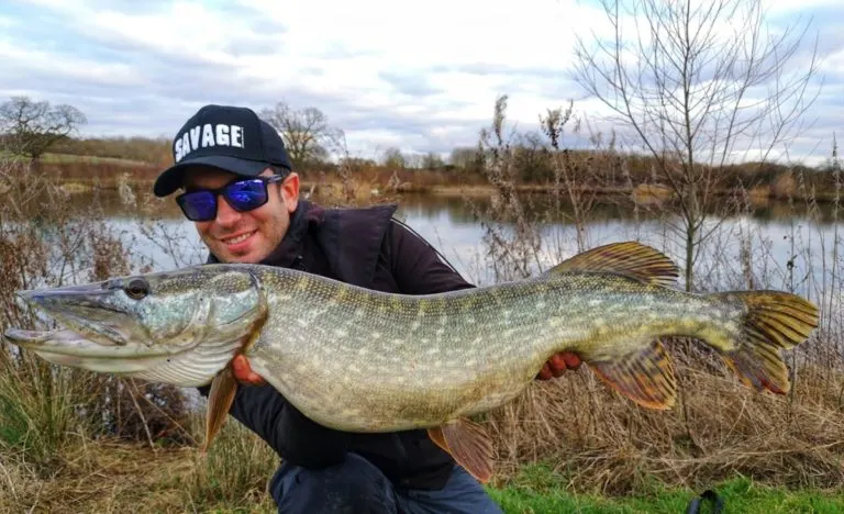a predator angler with a long pike caught on a cloudy day