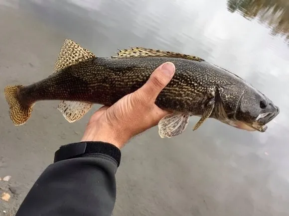 an angler holding a smaller sauger caught on a river