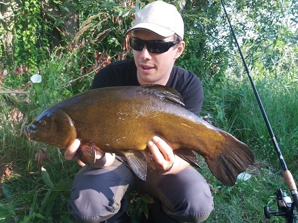 a coarse angler with a fat tench that he has caught on the method feeder and 2 fake corn