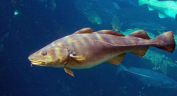 a giant cod underwater