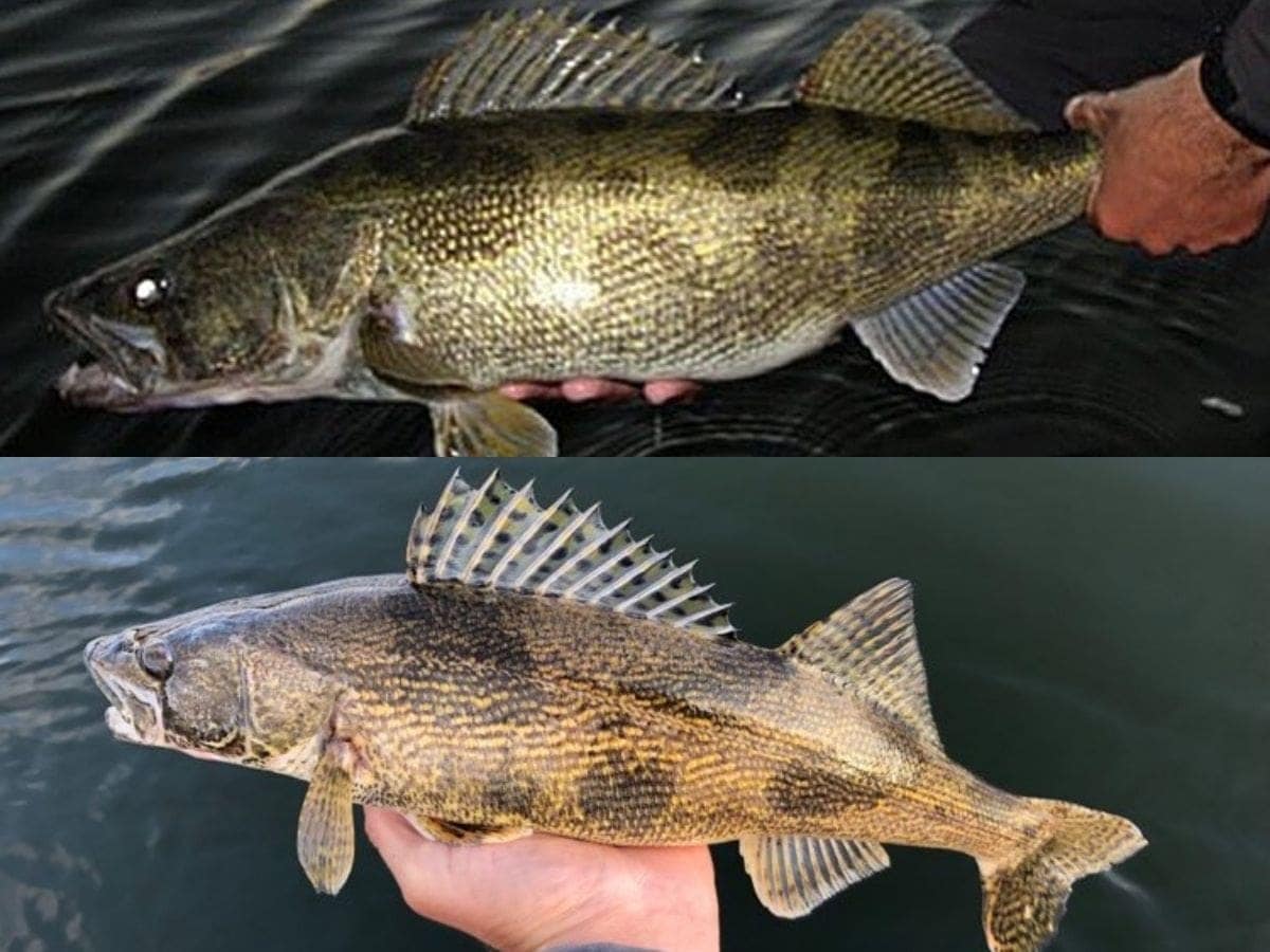 Sauger vs. Saugeye (How to Tell Them Apart)