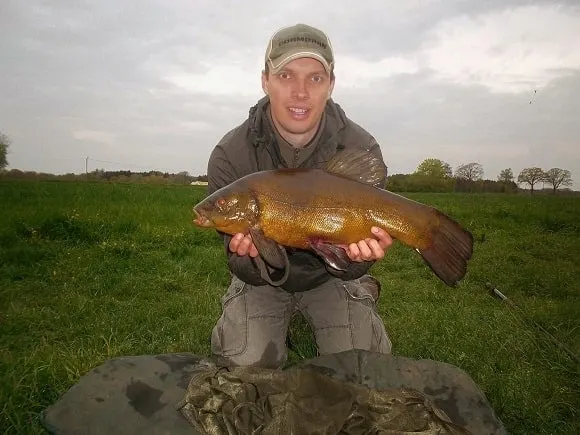 a fisherman holding a really big male tench that he has caught on worms