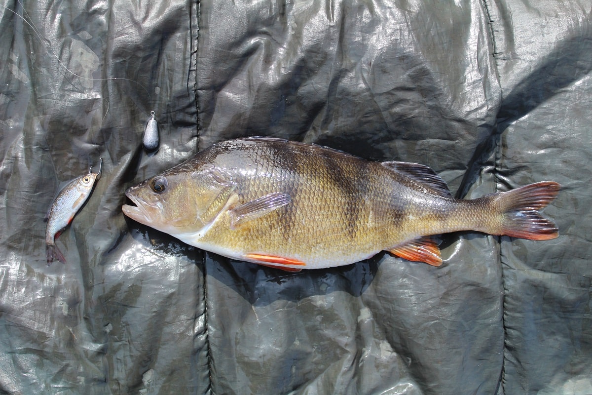 Ledgering for Perch (Best Rigs and Baits)
