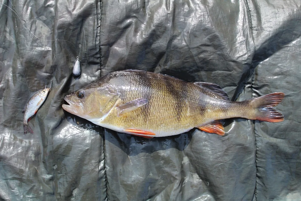 a big perch that was caught on a ledgered live bait on the paternoster rig