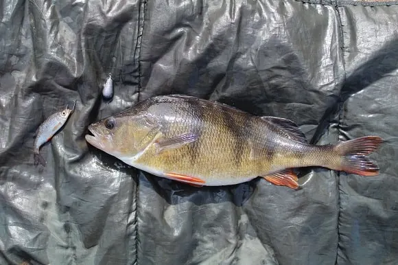 a big perch that has been caught on a small live bait on a running rig