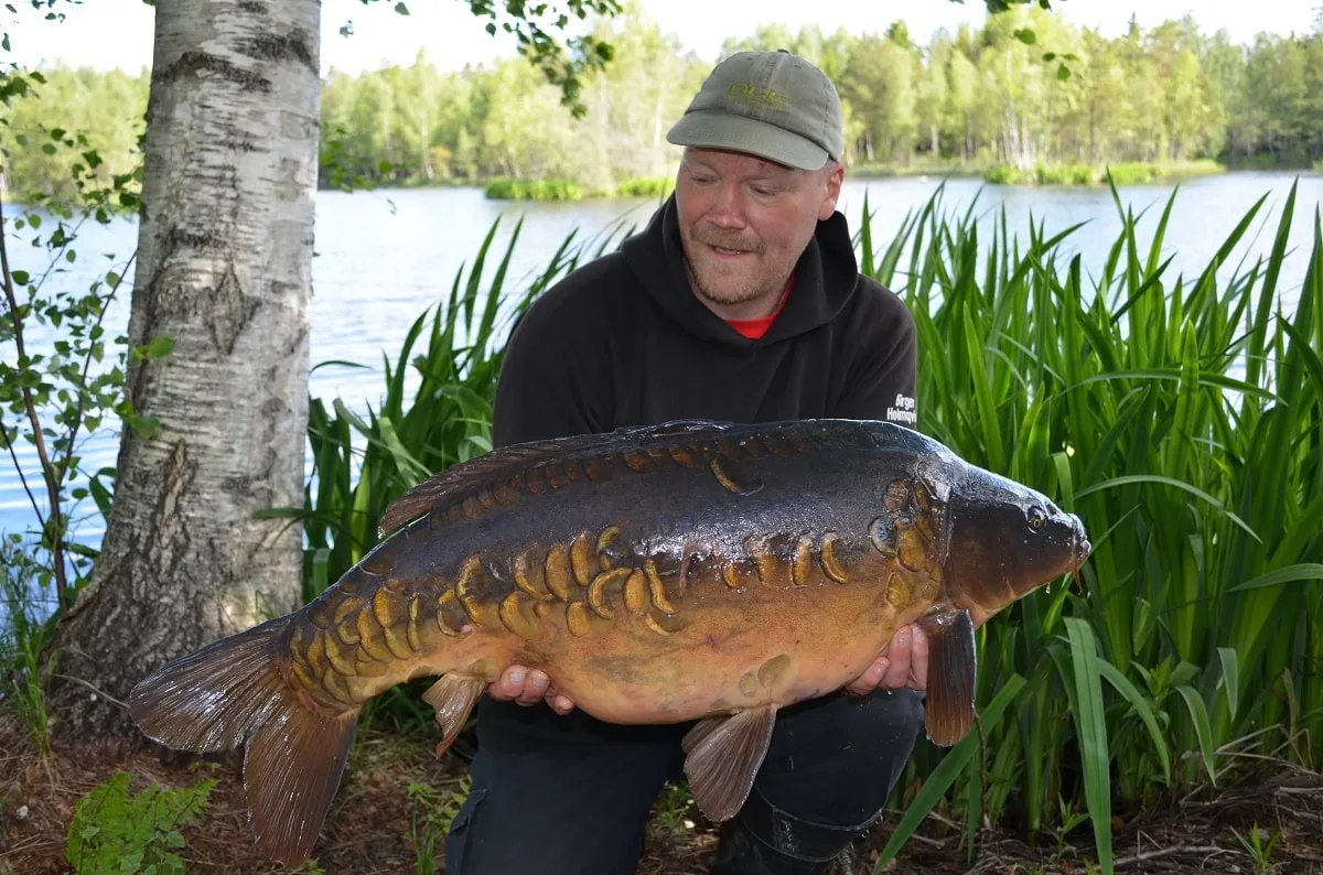 a Swedish carp angler at a lake holding a big mirror carp