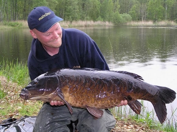 a carp angler holding a giant Swedish common carp