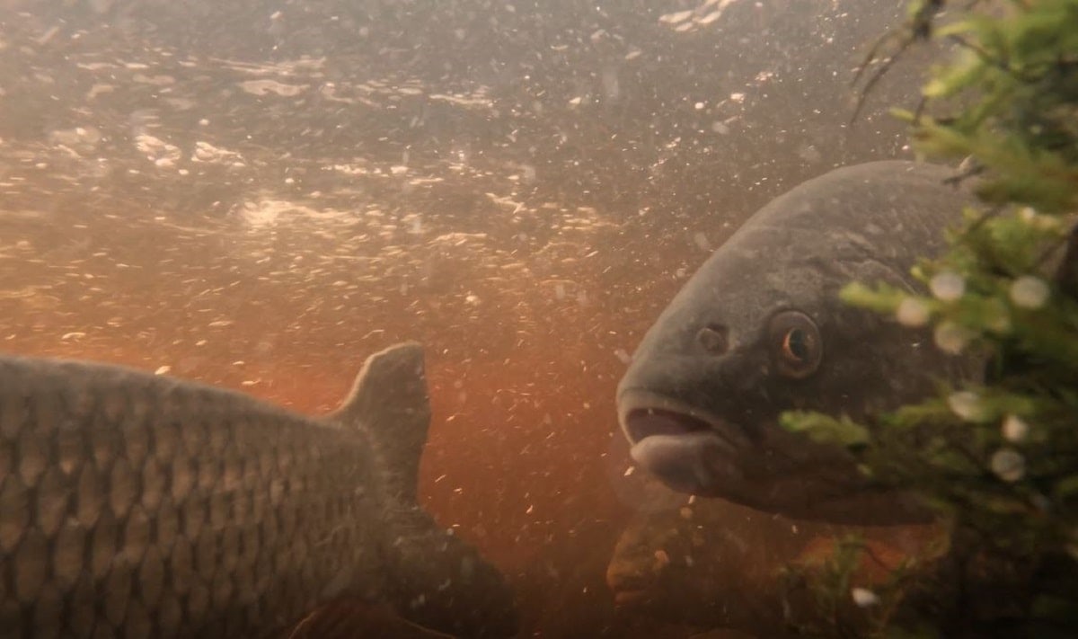 a male fish that is about to spawn in a river
