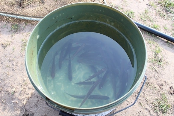 a bucket containing water and small baitfish for perch fishing