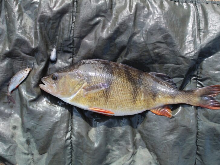 Best Live Bait Rigs for Perch