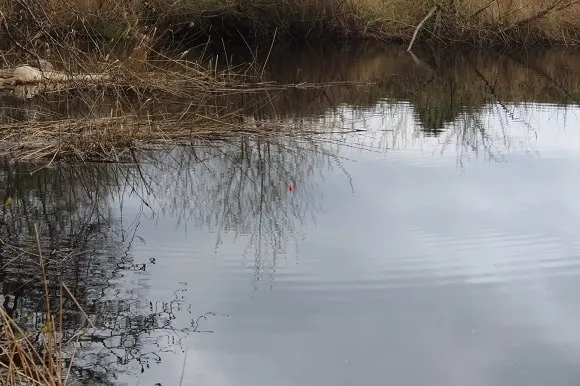 a red perch float rigged with a live baitfish in the water