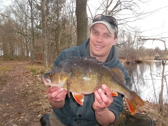 a fisherman holding a giant and fat perch that he has caught on a small live bait in a river