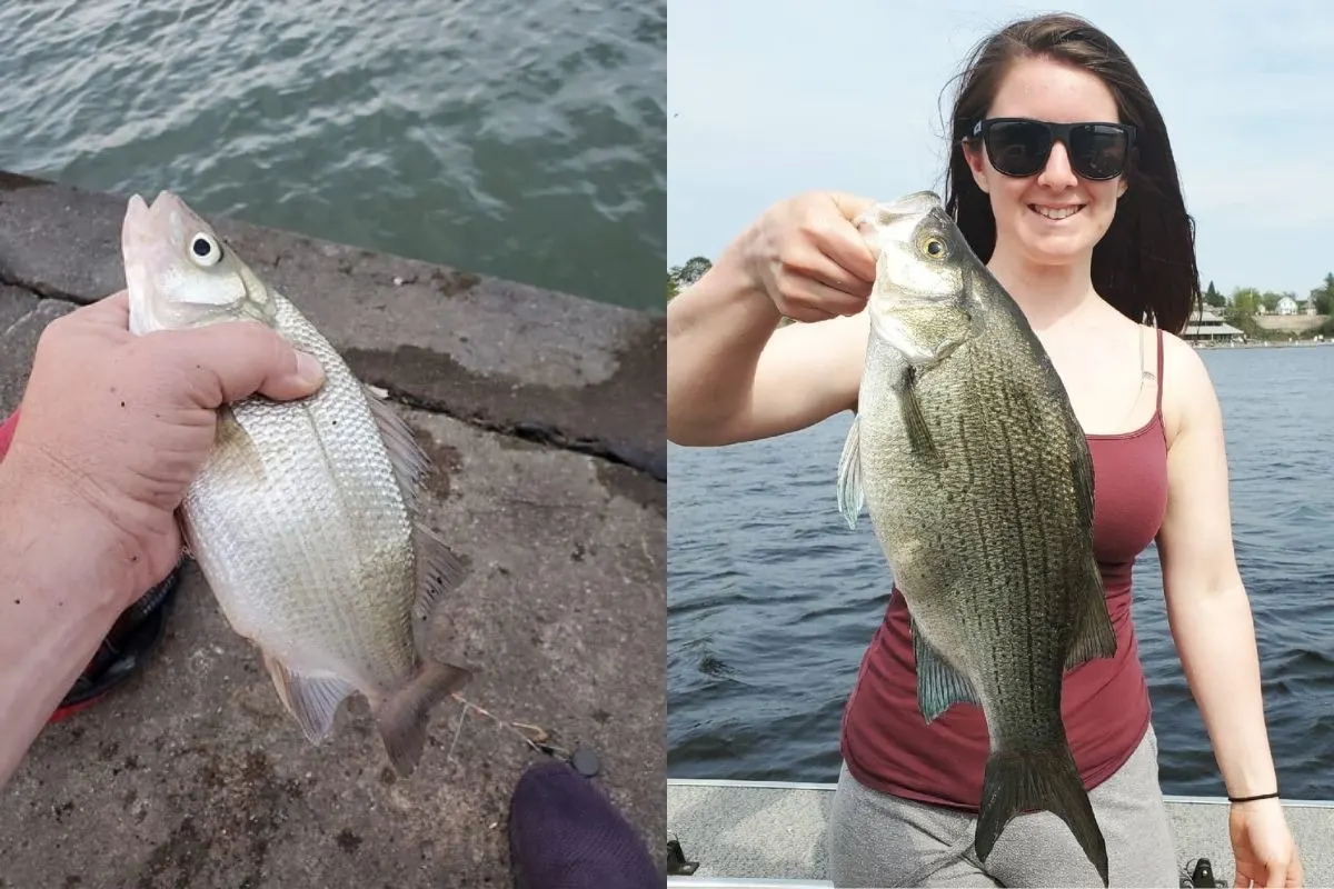 a fisherman holding a small white perch and a female angler on a boat holding a big white bass