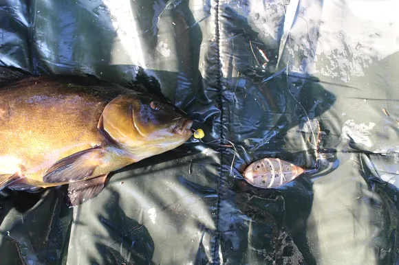 a male tench caught on a method feeder rig with two fake corn
