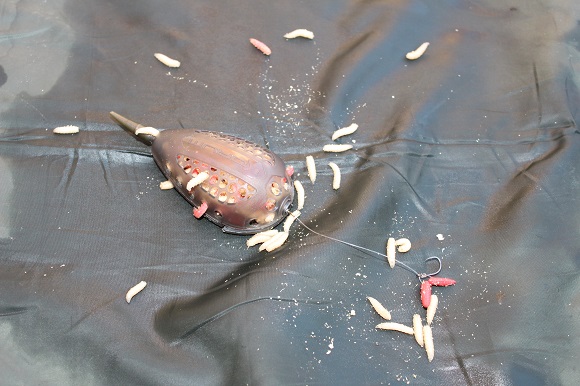 a korum method feeder filled with maggots 