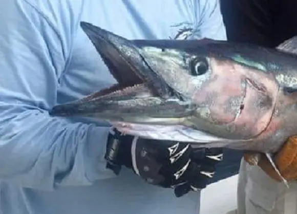 a picture of a wahoo head with its mouth open showing its teeth