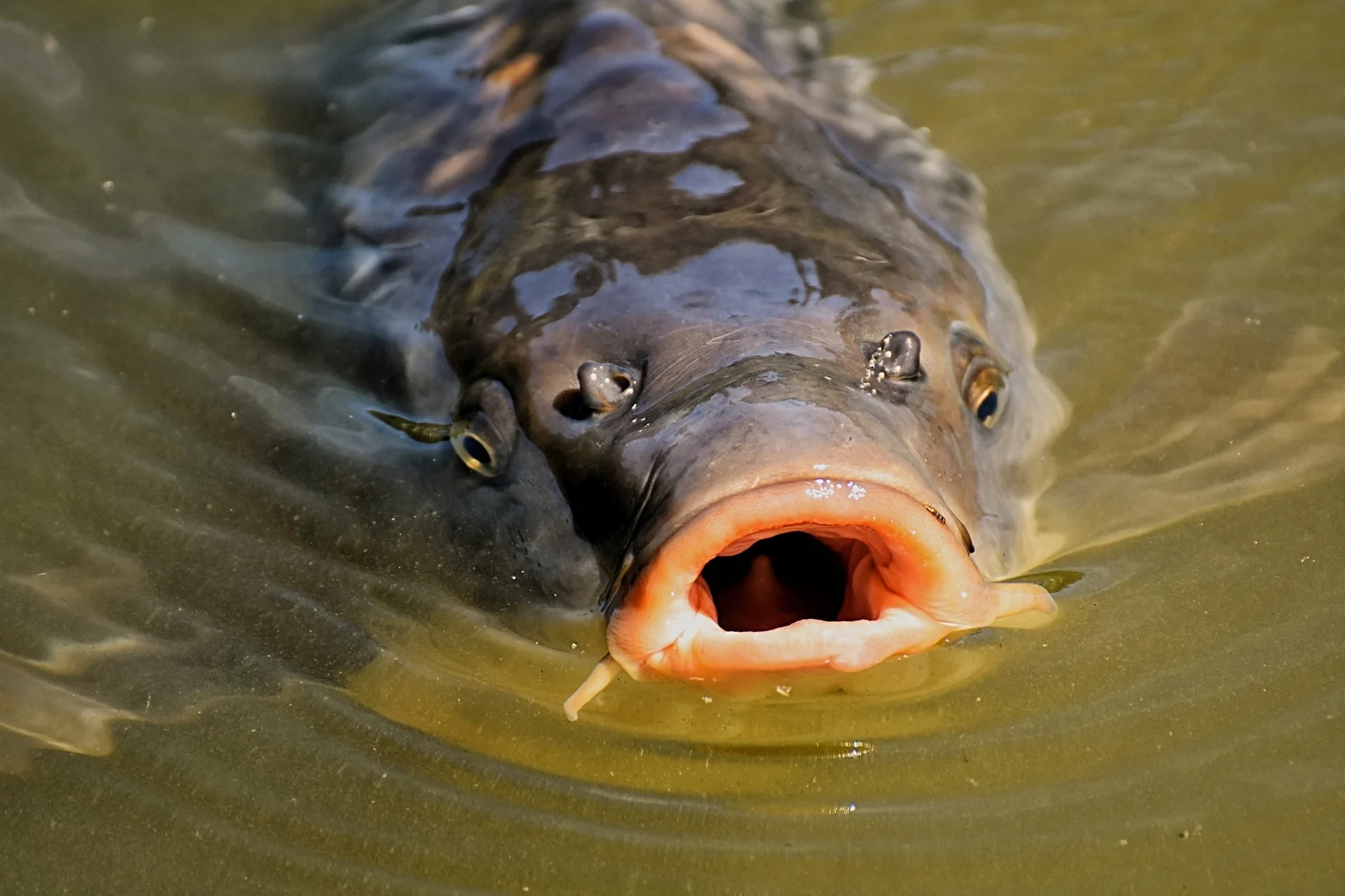a big carp feeding on the surface with its open mouth