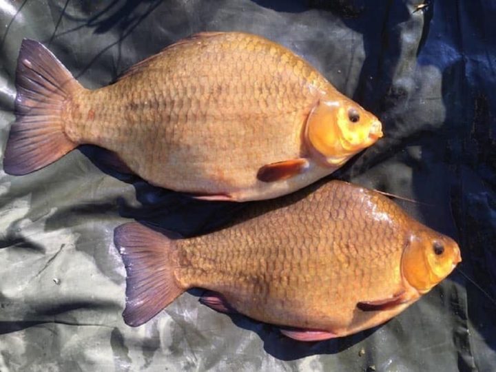 How to Catch Crucian Carp (A Complete Guide)