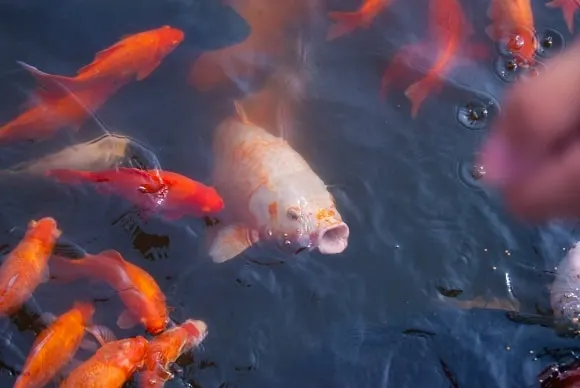 several koi carp in a pond feeding on the surface