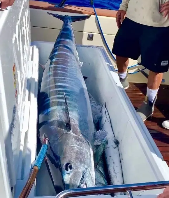 a huge wahoo in an ice box on a fishing boat