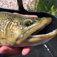 a fisherman holding a big trout showing its sharp teeth