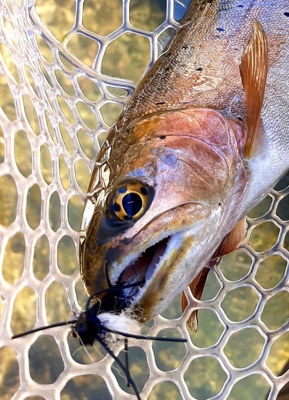 a small trout in a landing net with a fishing fly still in its mouth