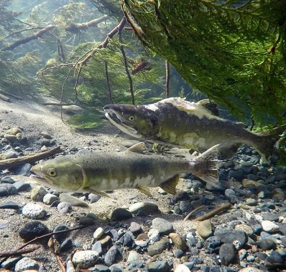 a pair of deteriorating salmon underwater