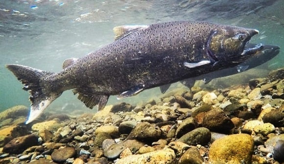 a pair of zombie salmon making their way upstream in a river