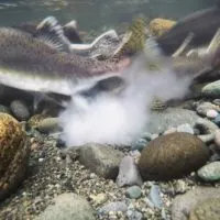 a male pink salmon fertilizing eggs in a river