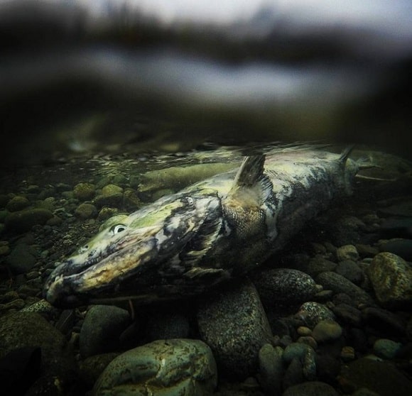 a dead and decayed post-spawn Pacific salmon lying on a river bed