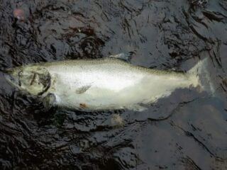 a big salmon floating dead in a river after having spawned