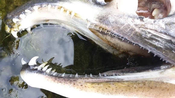 a close up of the mouth and teeth of a big pink salmon