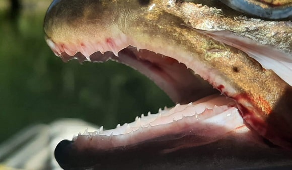 The head of a huge trout with its mouth open and its sharp teeth showing