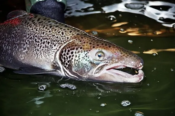 a small male atlantic salmon with a hooked jaw underwater
