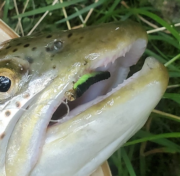the mouth of a trout with a small lure on a fluorocarbon leader still hooked to its lip