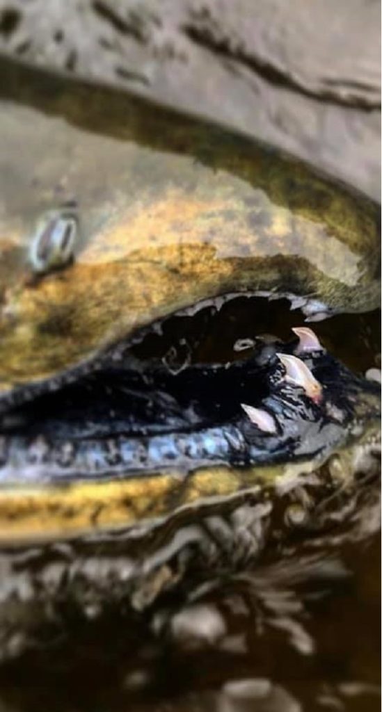 a close up of a chinook salmon's black mouth and sharp teeth