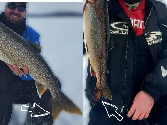 the pointy tail of a lake trout and the more rounded tail of a splake