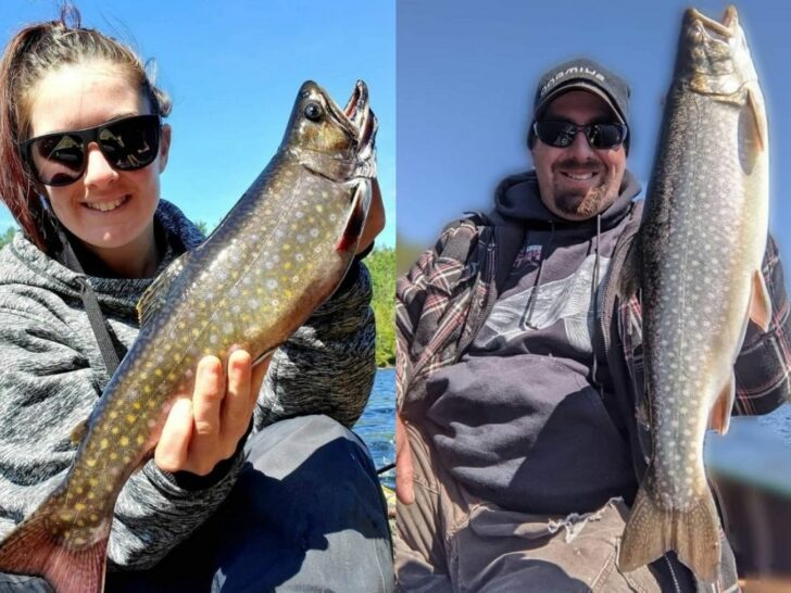 Brook Trout vs. Splake (How to Tell Them Apart)