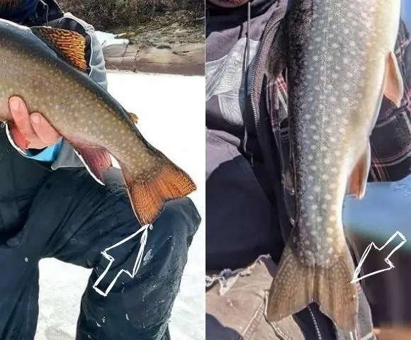 the tail fin a a brook trout and the tail fin of a splake next to each other