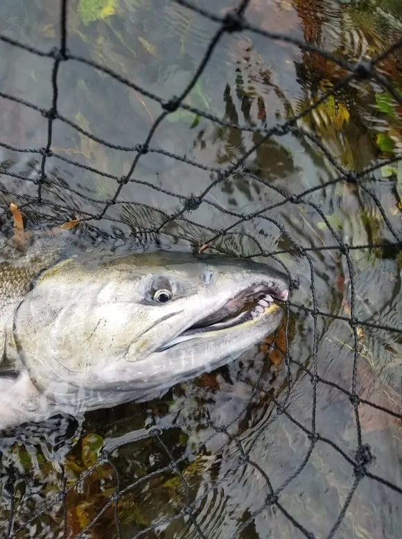 a large and toothy chum salmon in a fisherman's landing net