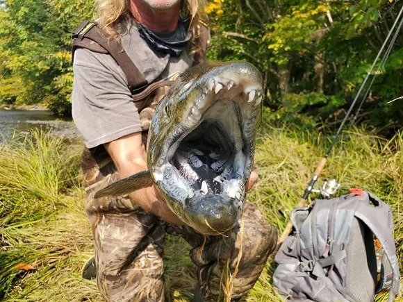 a fisherman holding a big king salmon with very large teeth