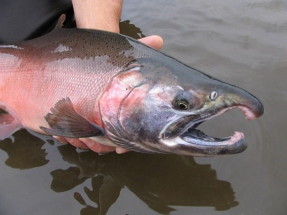 an angler releasing a beautiful red coho salmon back into a river