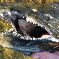 a close up of a huge mouth of a salmon with really big teeth