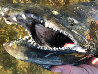 a close up of a huge mouth of a salmon with really big teeth