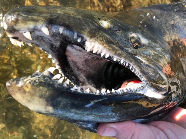Salmon Teeth (Facts and Pictures of All Types of Salmon)