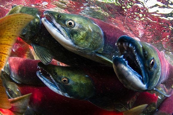 a small group of sockeye salmon with open mouths showing their teeth underwater