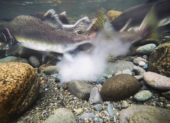 an underwater image of spawning pink salmon