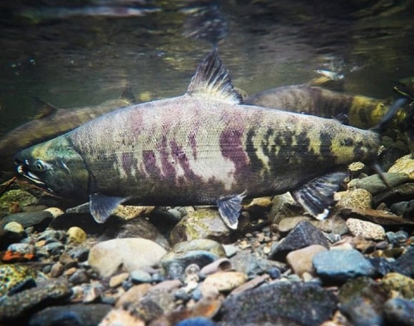 an underwater image of a chum salmon migrating to its freshwater spawning grounds