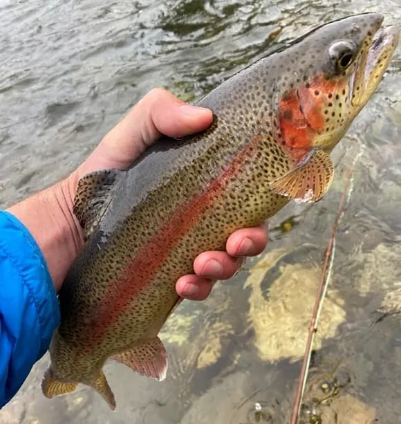 an angler holding a smaller rainbow trout caught in a small river