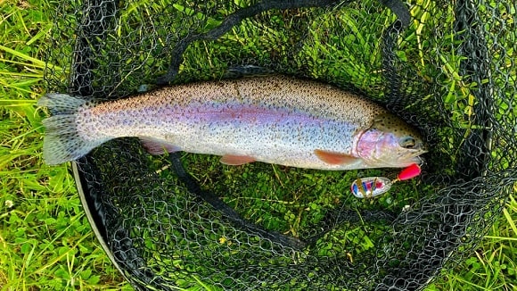a small rainbow trout with an inline spinner in its mouth lying on a fishing net